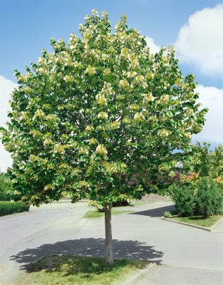 Tilia tomentosa 'Silver Globe'