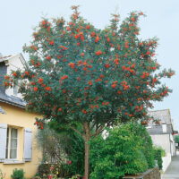 Sorbus aucuparia