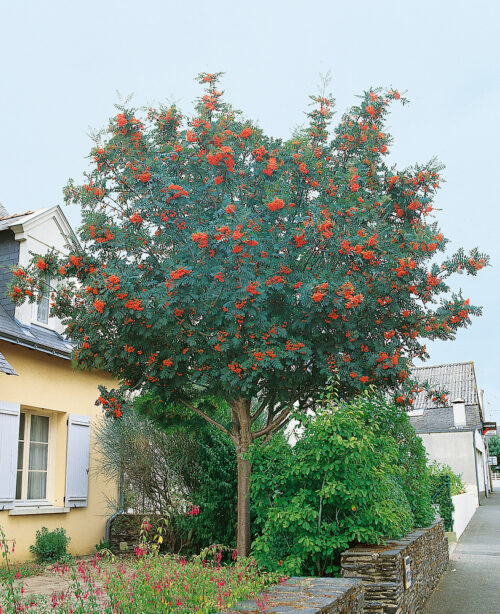 Sorbus aucuparia - Obrázek 1