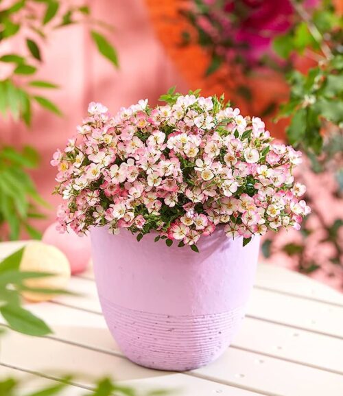 Trpasličí růže 'Cutie Pie'® - Obrázek 1