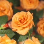 Rosa 'Orange Climber' - Obrázek 3
