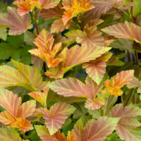 Physocarpus opulifolius 'Amber Jubilee'®