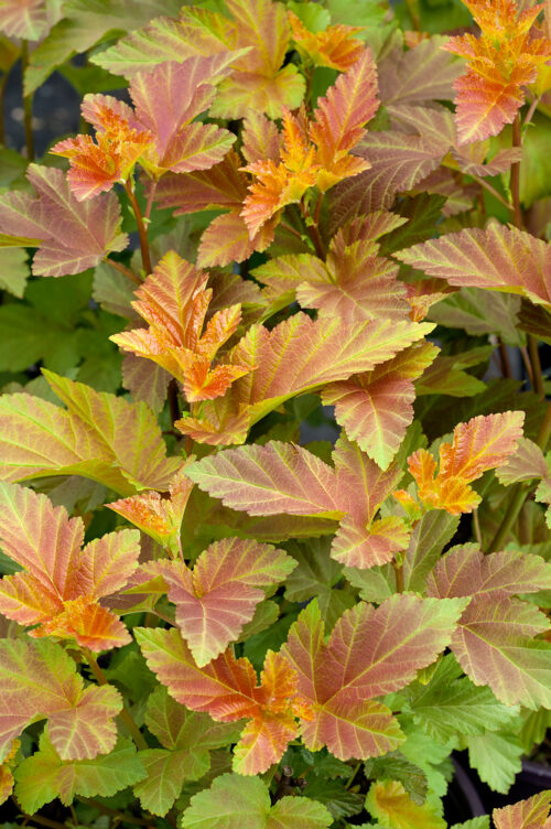 Physocarpus opulifolius 'Amber Jubilee'® - Obrázek 1