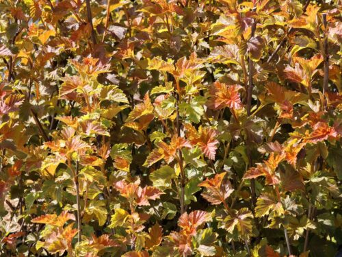 Physocarpus opulifolius 'Amber Jubilee'® - Obrázek 2
