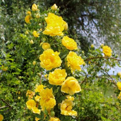Rosa 'Golden Climber'