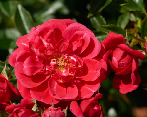 Rosa Towne & Country - Red Easy Cover® - Obrázek 1