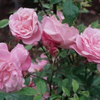 Rosa 'Pink Climber'
