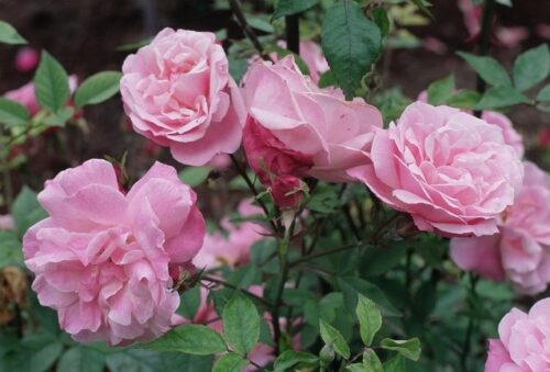 Rosa 'Pink Climber' - Obrázek 1