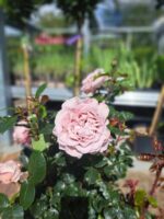 Rosa 'Blue Girl'® Parfum de Nature ® - Obrázek 2