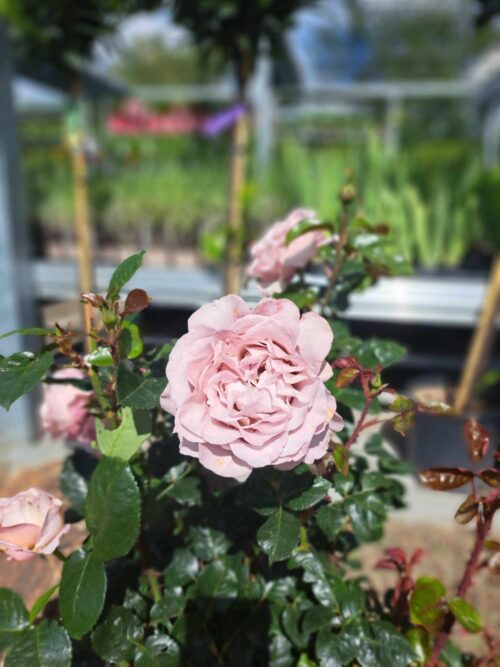 Rosa 'Blue Girl'® Parfum de Nature ® - Obrázek 2