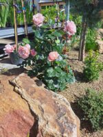 Rosa 'Blue Girl'® Parfum de Nature ® - Obrázek 3