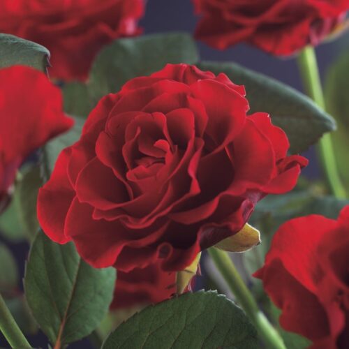 Rosa 'Paul's Scarlet Climber' - Obrázek 4