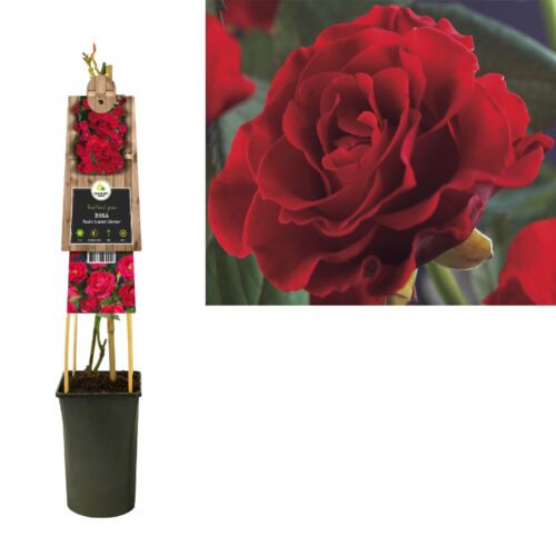 Rosa 'Paul's Scarlet Climber' - Obrázek 3