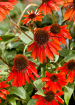 Echinacea purpurea 'SunSeekers Scarlet'