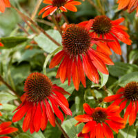 Echinacea purpurea 'SunSeekers Scarlet'
