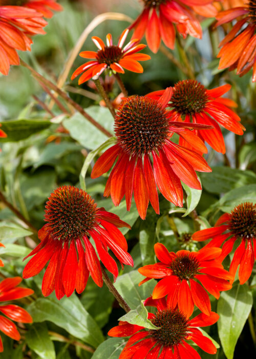 Echinacea purpurea 'SunSeekers Scarlet' - Obrázek 1