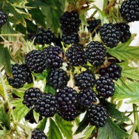 Rubus fruticosus 'Loch Ness'®