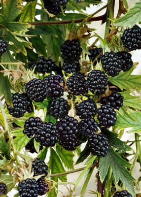 Rubus fruticosus 'Loch Ness'®