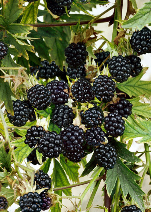 Rubus fruticosus 'Loch Ness'® - Obrázek 1