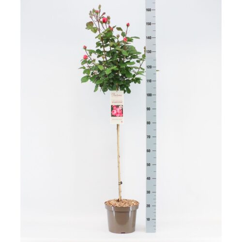 ROSA KORDES 'Gartenprinzessin Marie-José'® - Obrázek 5