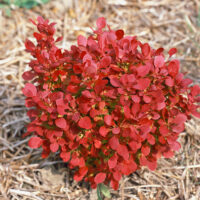 Berberis thunbergii 'Lutin Rouge'