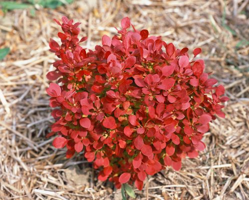 Berberis thunbergii 'Lutin Rouge'