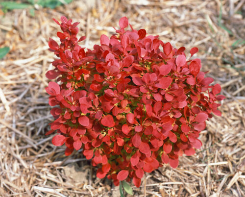 Berberis thunbergii 'Lutin Rouge' - Obrázek 1