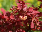 Berberis thunbergii 'Lutin Rouge' - Obrázek 2
