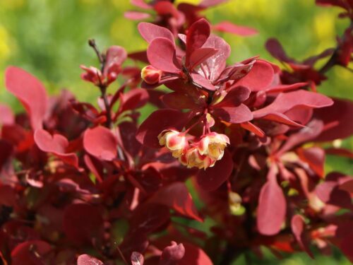 Berberis thunbergii 'Lutin Rouge' - Obrázek 2