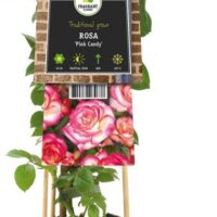 Rosa 'Pink Candy' - Obrázek 2