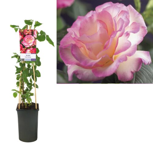 Rosa 'Pink Candy' - Obrázek 3