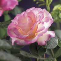 Rosa 'Pink Candy'