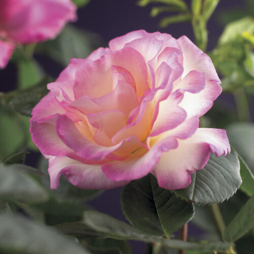 Rosa 'Pink Candy' - Obrázek 1