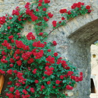 Rosa 'Paul's Scarlet Climber'