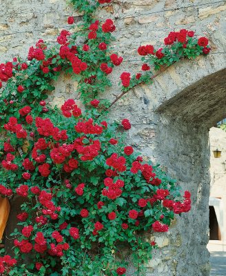 Rosa 'Paul's Scarlet Climber'
