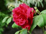 Rosa 'Paul's Scarlet Climber' - Obrázek 2