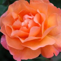 Rosa 'Orange Climber'