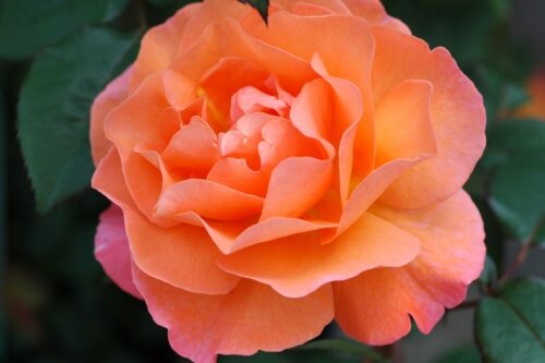 Rosa 'Orange Climber' - Obrázek 1