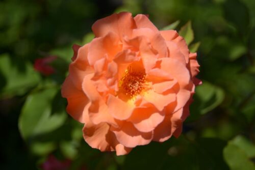 Rosa 'Orange Climber' - Obrázek 2
