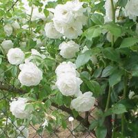 Rosa 'White Climber'