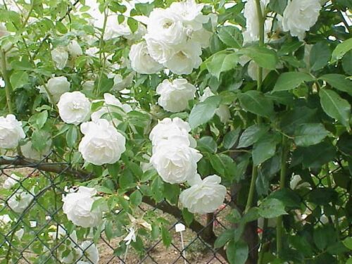 Rosa 'White Climber' - Obrázek 1