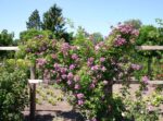 Rosa 'Veilchenblau' - Obrázek 2