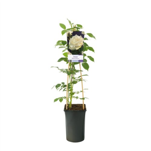 Rosa 'White Climber' - Obrázek 2