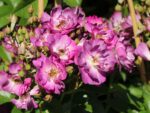 Rosa 'Veilchenblau'