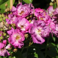 Rosa 'Veilchenblau'