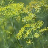 Anethum graveolens