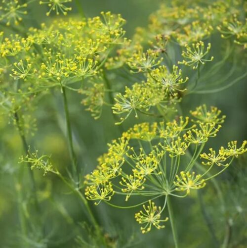Anethum graveolens - Obrázek 1