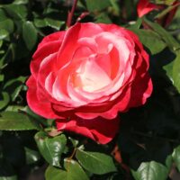 Rosa 'Nostalgie'®