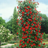 Rosa 'Heidelberg'