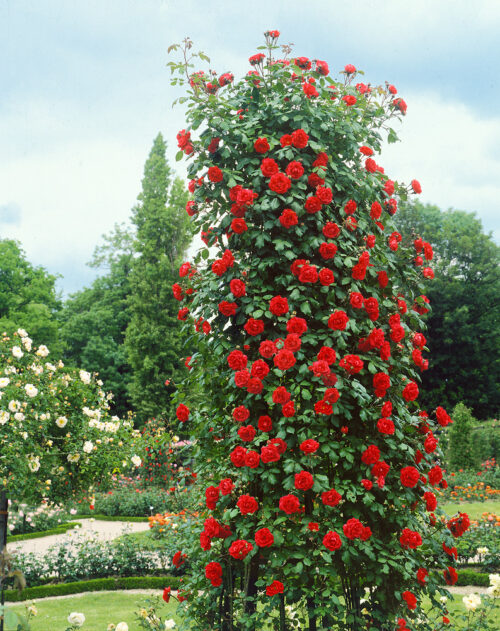 Rosa 'Heidelberg' - Obrázek 1